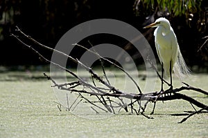 A great egret perched in breeding plumage on a branch above water in California.