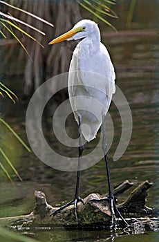 Great Egret Perched on Fallen log