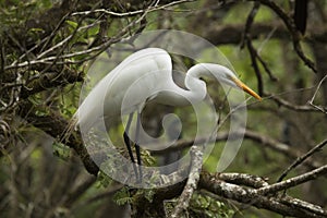 Great egret perched in a tree in the Florida everglades.