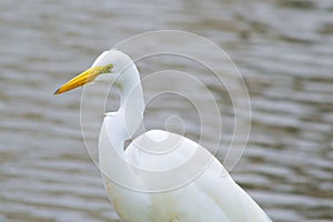 Great Egret Perched on a Water's Edge