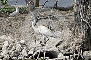 Great Egret Perching on a Tree Branch