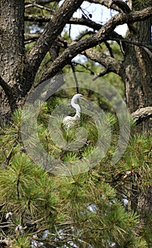 Great Egret in pine tree