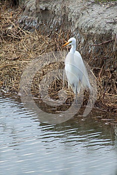 Great egret in plumage