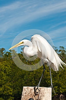 Great Egret poised to catch fish scraps