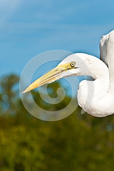 Great Egret poised to catch fish scraps a tropical marina in the Gulf of Mexico