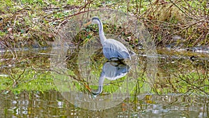 Great egret in the pond on patrol