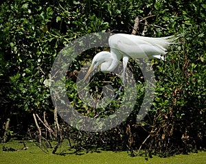 Great Egret at Port Royal, South Carolina