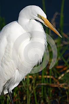 Great egret portrait photo