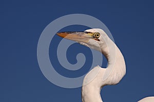 Great Egret portrait, Everglades National Park.