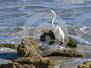 Great Egret Posing on Coquina Rock in the Surf