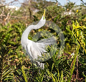 Great Egret Posturing in Breeding Plumage