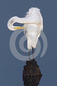 Great Egret Preening