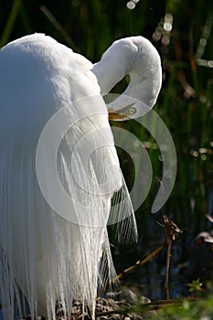 Great egret preening