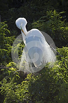 Great egret preening breeding plumage in a Florida rookery.