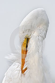 Great Egret Preening Closeup