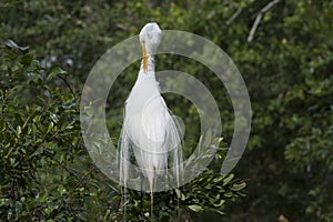 Great Egret preening