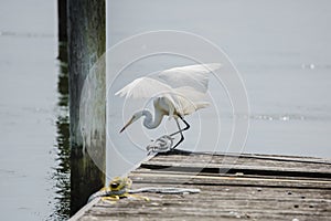 Great Egret Preparing to Dive Off Dock