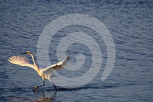 Great egret preparing to fly with its wings open