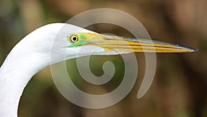 Great Egret in profile
