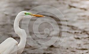 Great Egret profile as it searches for its next meal