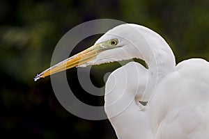 Great Egret Profile