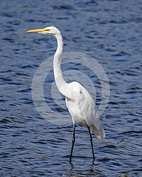 Great Egret  on the prowl