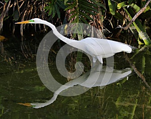 Great Egret on the Prowl