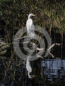 Great Egret Reflecting in the Rippled Swamp
