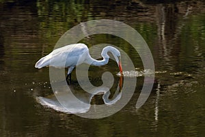 Great Egret, Reflection, Feeding in a Pond