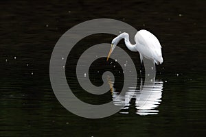 Great Egret and Reflection in a Pond