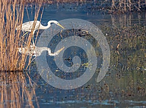 A Great Egret reflection in water