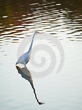 Great Egret Reflections