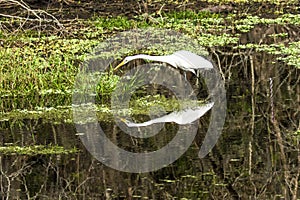 Great Egret With Reflexion photo