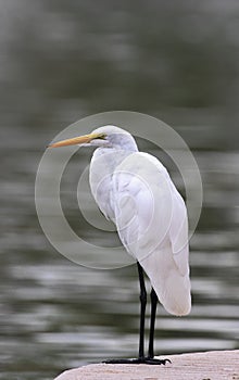 Great Egret at Reid Park in Arizona