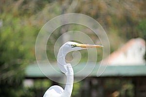 Great egret resting close up in Florida