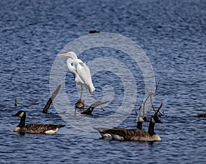 Great Egret resting among some geese