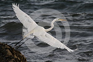 Great Egret returning home after a hunting the Conn. Sound.