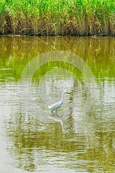 Great egret at the Richard W. DeKorte Park of Lyndhurst, NJ.