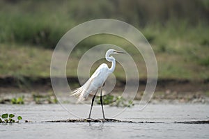 Great Egret in the River