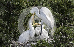 Great Egret rookery, Pickney Island Wildlife Refuge, South Carolina