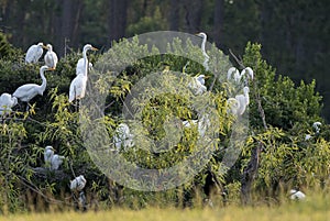 Great Egret Rookery, Pickney Island Wildlife Refuge, South Carolina photo