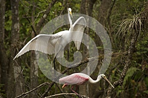 Great egret and roseate spoonbill perched in the Florida Everglades.