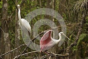 Great egret and roseate spoonbill perched in the Florida Everglades.