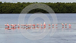 Great Egret and Roseate Spoonbills, J.N. Ding Darling Nation