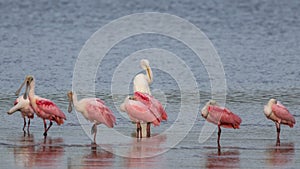 Great Egret and Roseate Spoonbills, J.N. Ding Darling Nation