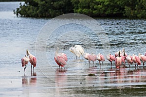 Great Egret and Roseate Spoonbills, J.N. Ding Darling Nation