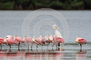 Great Egret and Roseate Spoonbills, J.N. Ding Darling Nation