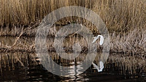 Great Egret`s flight to a new position