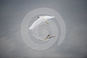 Great Egret's Reflection
