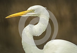 Great Egret, Sacramento National Wildlife Refuge